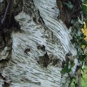 Betula pubescens ecorce